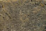 Polished Dinosaur Bone (Gembone) Slab - Utah #151455-1